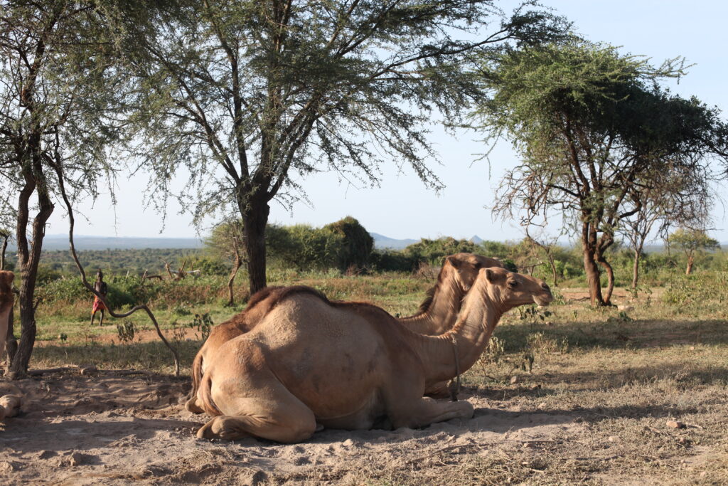 Les dromadaires sont encore en faible nombre dans le territoire Hamar. Rares sont les hommes en ayant acquis
et disposant des connaissances pour les élever. (Photo : J. Dubosson 2018, village de Dambaiti).