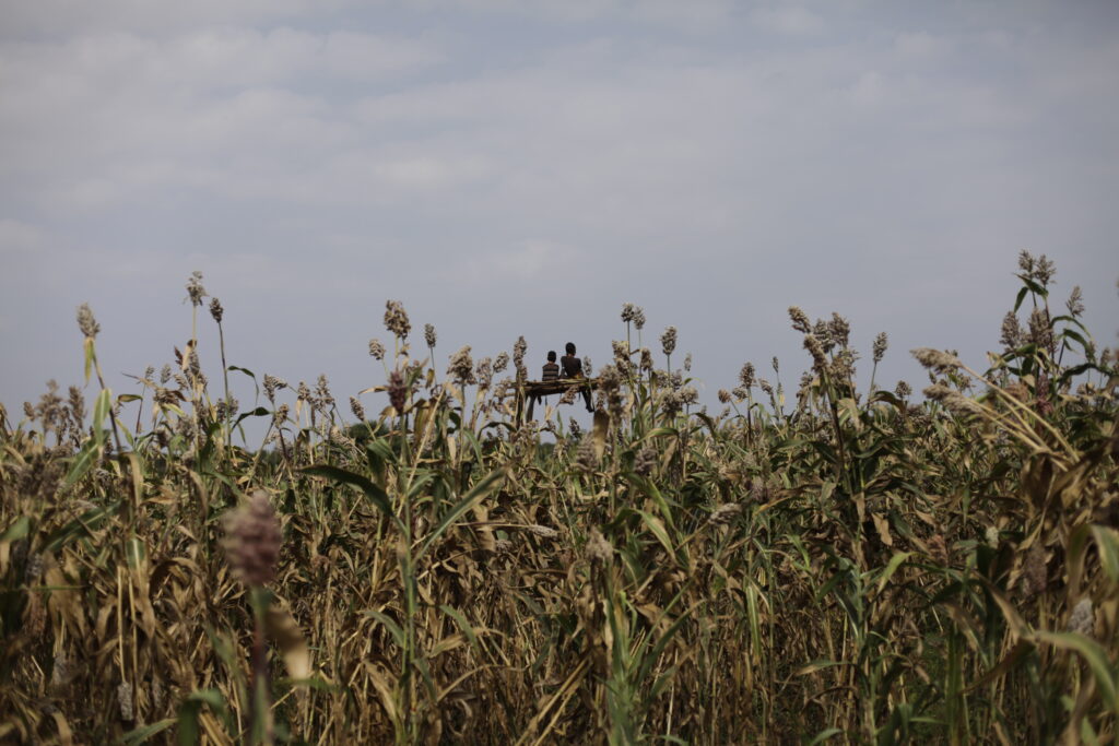 Bono et sa grande soeur Isare surveillent depuis leur tour le champ de sorgho de leurs parents, afin que les
oiseaux ne viennent pas détruire et voler la récolte en cours. (Photo : J. Dubosson 2011, village de Dambaiti)