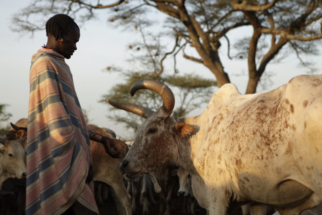 Haila, éleveur Hamar fait face à un animal favori dans un campement de la basse vallée de l’Omo (Photo : J.
Dubosson 2011)