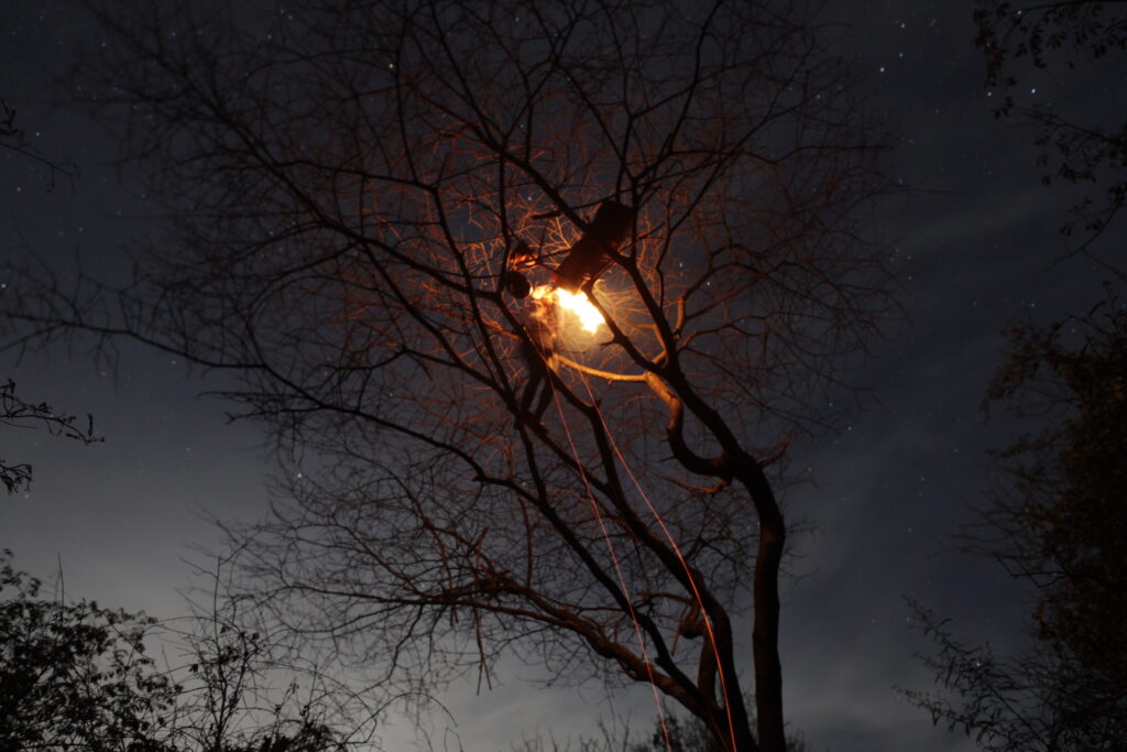 Récolte du miel à la nuit tombée au sommet d’un arbre, à l’aide d’une torche incandescente (Photo : J. Dubosson,
près de Dambaiti, 2011)