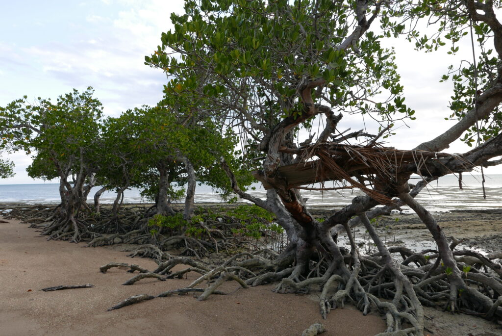 Mangrove, côte est. © Claude Grin.